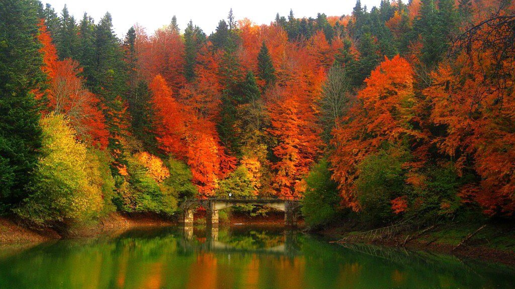 qué hacer en navarra selva de irati